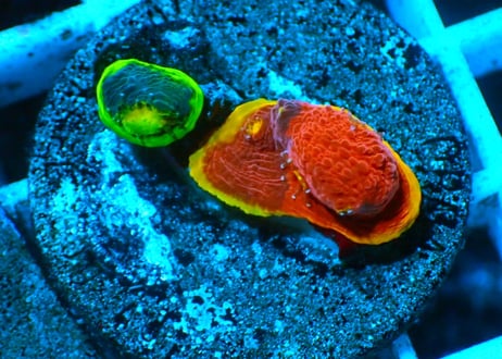 CATEGORY キッカサンゴ | Hale Bopp Corals