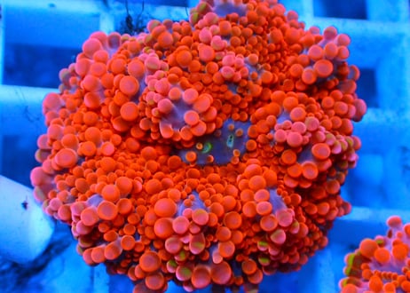 CATEGORY ディスクコーラル | Hale Bopp Corals