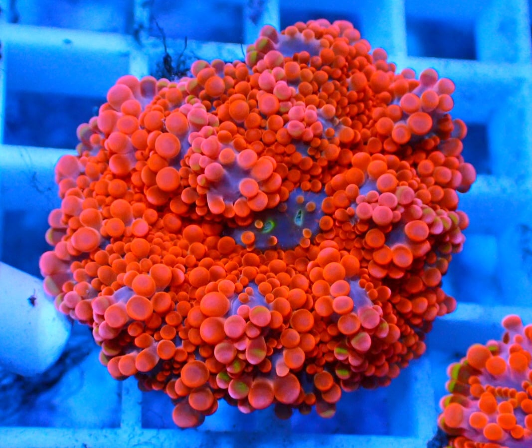 ディスクコーラル『 Yuma Hyper Pink』 | Hale Bopp Corals