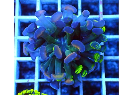 CATEGORY フラグサンゴ | Hale Bopp Corals