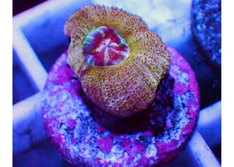 カクオオトゲキクメイシフラグ | Hale Bopp Corals