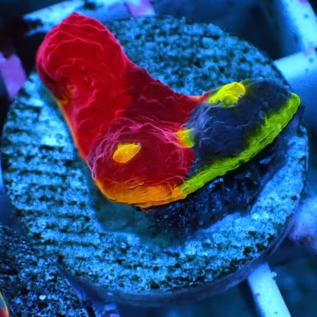 究極のレインボーキッカサンゴ『Ultimate Tricolor Rainbow Chalice』③　サンゴ　LPS Coral
