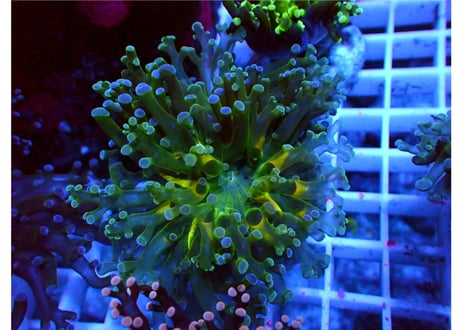 CATEGORY タコアシサンゴ | Hale Bopp Corals