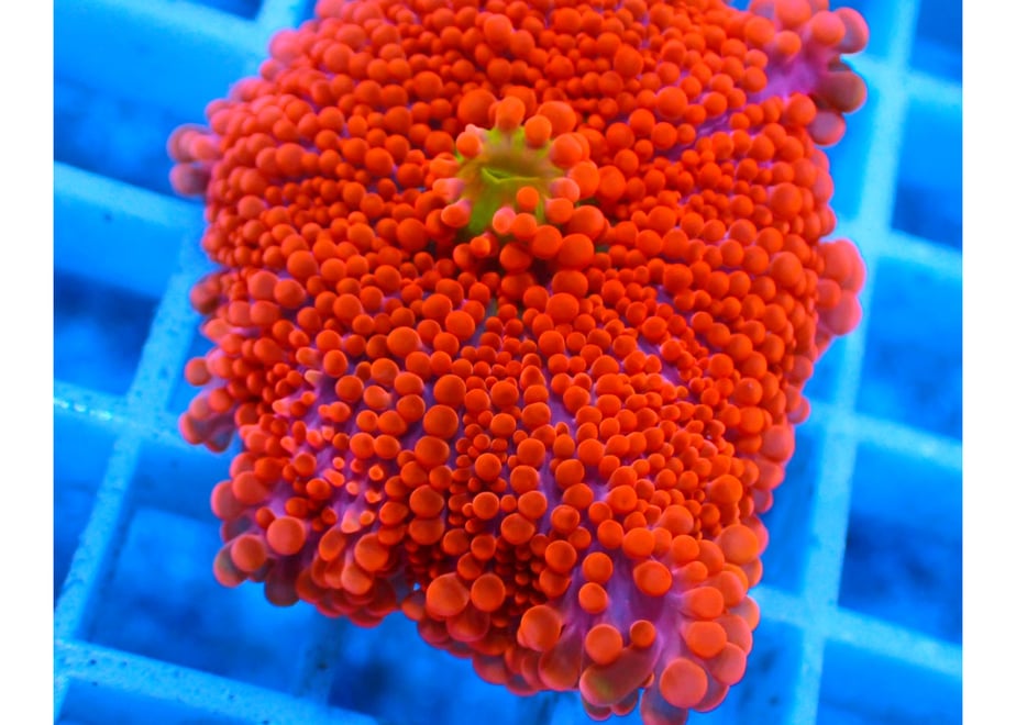 696987b7d4795e827a7609c5