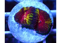 ウミキノコ『Metalic Green Super Long』 | Hale Bopp Corals