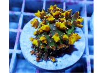 ディスクコーラルフラグ『HBC Spiky Bowser Bounce Mushroom』