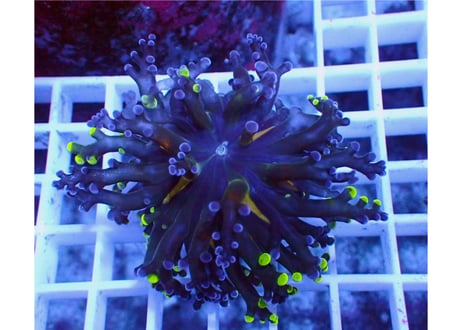 CATEGORY タコアシサンゴ | Hale Bopp Corals