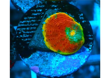 CATEGORY キッカサンゴ | Hale Bopp Corals