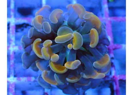 Hale Bopp Corals