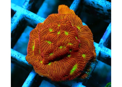 CATEGORY センベイサンゴ | Hale Bopp Corals