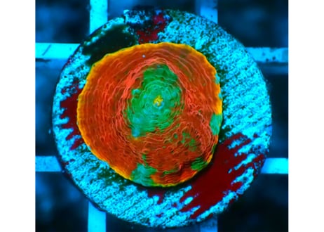 CATEGORY 特価サンゴ | Hale Bopp Corals