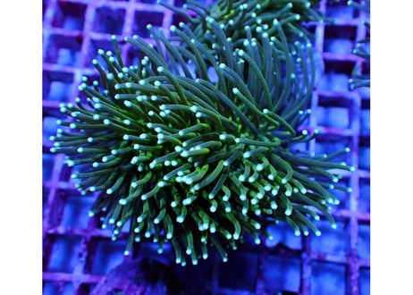 海水魚水槽珊瑚サンゴフラグプラグコーラルフラッグ500個＋α