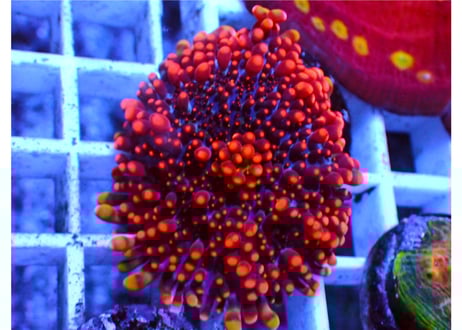 CATEGORY ディスクコーラル | Hale Bopp Corals