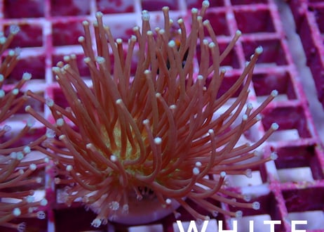 海水魚水槽珊瑚サンゴフラグプラグコーラルフラッグ500個＋α