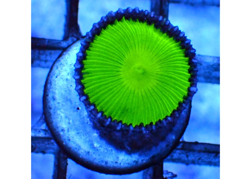 マメスナギンチャク『ボタンポリプ強Green』 | Hale Bopp Corals