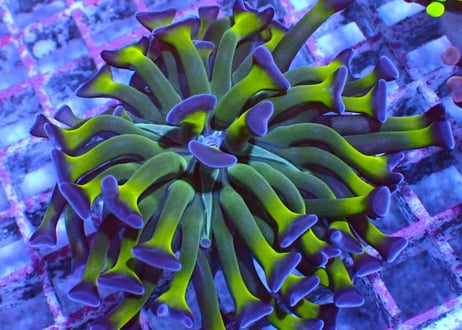 貝。サンゴ 45 サンゴ骨格を穿孔する巻き貝 ＜イシカブラとムロガイの仲間