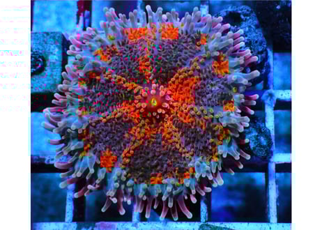 CATEGORY ディスクコーラル | Hale Bopp Corals
