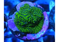 レインボーキッカサンゴ レインボーキッカサンゴ - 海水魚専門店 ceppo onlinestore
