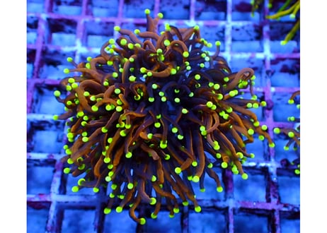 海水魚 水槽 珊瑚 サンゴ フラグ プラグ コーラル フラッグ 500個＋α