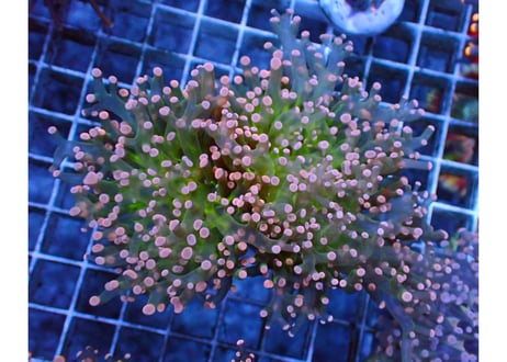 CATEGORY タコアシサンゴ | Hale Bopp Corals