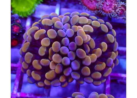 CATEGORY フラグサンゴ | Hale Bopp Corals