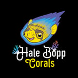 Hale Bopp Corals