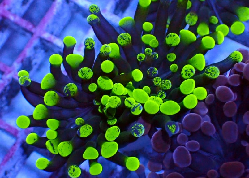 ナガレハナサンゴブランチ『Green Splatter』 | Hale Bopp Corals