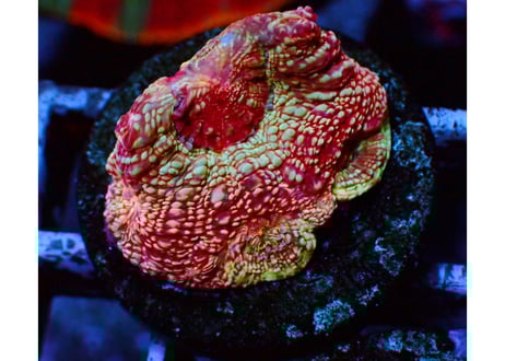 オオトゲキクメイシ『Rainbow Bowerbanki』 | Hale Bopp Corals