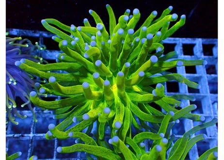 CATEGORY ハナサンゴTorch Coral | Hale Bopp Corals