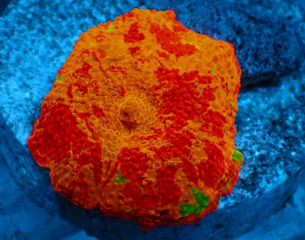 ジョーブレイカーマッシュルーム Green spot Jawbreaker mushroom スポット&ジョーブレイカー