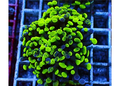 CATEGORY ナガレハナサンゴ | Hale Bopp Corals
