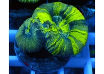 ウミキノコ　特大　±20 極 -KIWAMI- PLUS ネッククッション | Tomboy