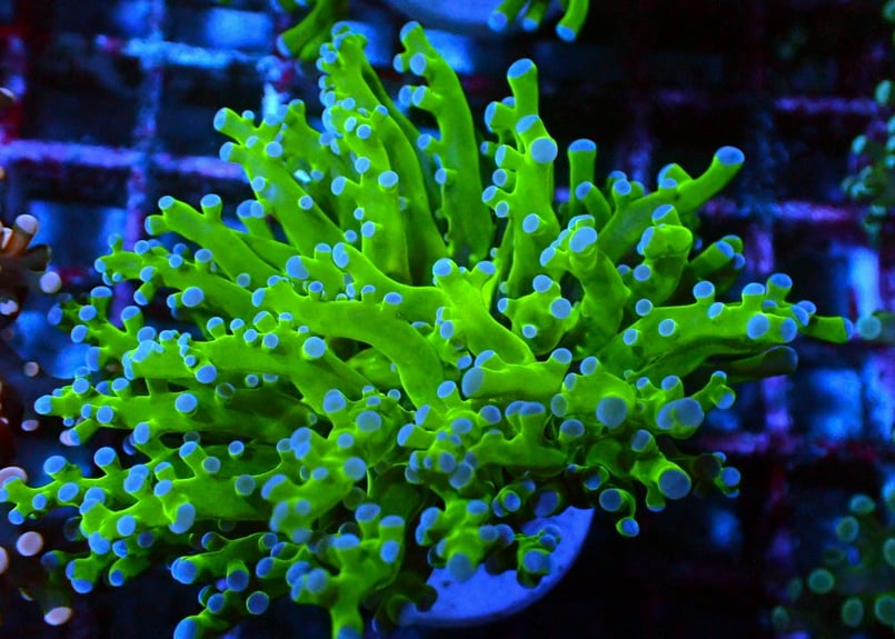 【サンゴ】タコアシサンゴ　ブランチタイプ　メタグリーン サンゴ】タコアシサンゴ ブランチタイプ メタグリーン