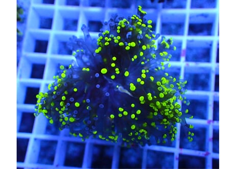 CATEGORY タコアシサンゴ | Hale Bopp Corals