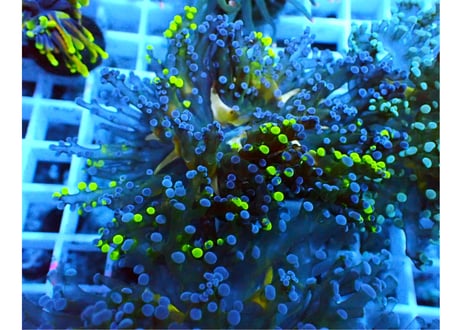 熱帯魚海水魚サンゴ　タコアシブランチ LPSコーラル ウチウラタコアシサンゴ ホワイト 3月新入荷商品