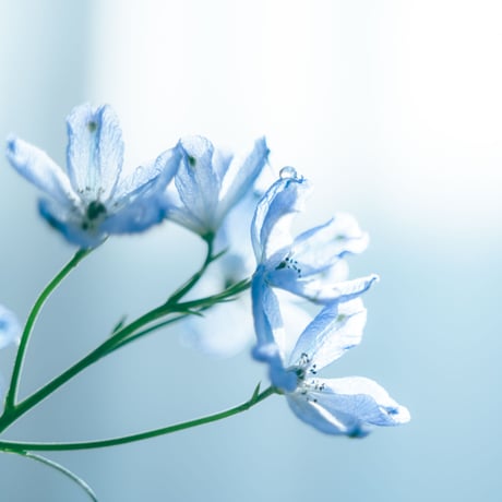 Lightroom Preset　ーCrystal  Blueー