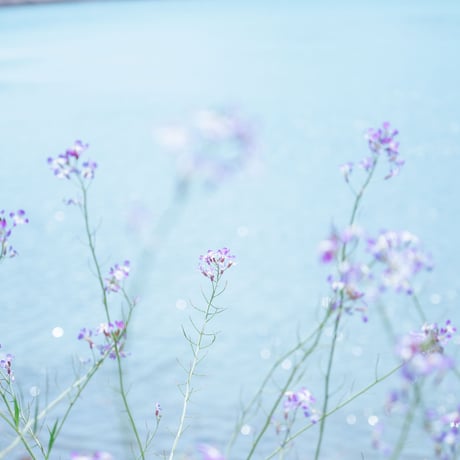 Lightroom Preset　ーCrystal  Blueー