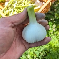 美瑛産にんにく（１キロ）