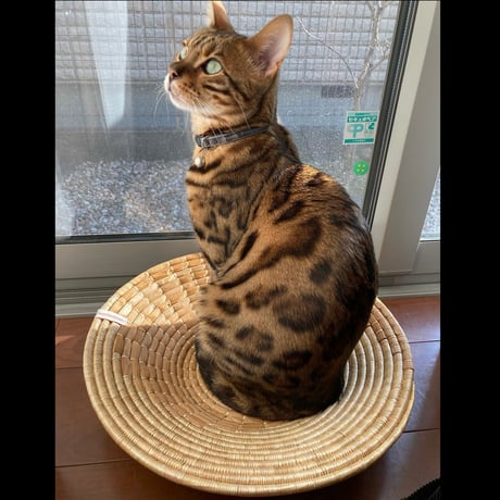 壁掛け