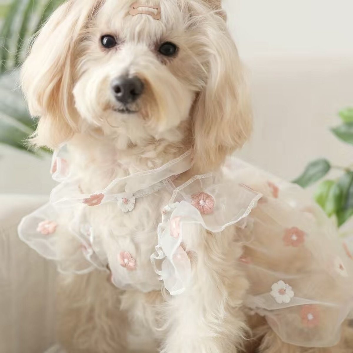 花刺繍犬猫ドレス | Angel STORE