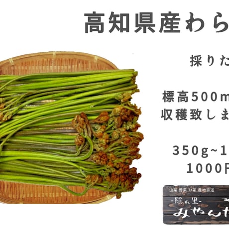 山形県産わらび★ちぃ Amazon.co.jp: 訳あり わらび 3kg 山形県 村山市産 極上 生 山菜