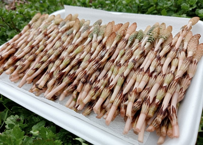 高知県産 標高500mの山菜 つくし250g前後 | -隠れ里-みやんたに