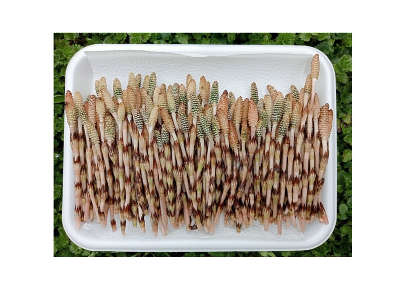 つくし 高知県産 標高500mの山菜 つくし250g前後 | -隠れ里-みやんたに