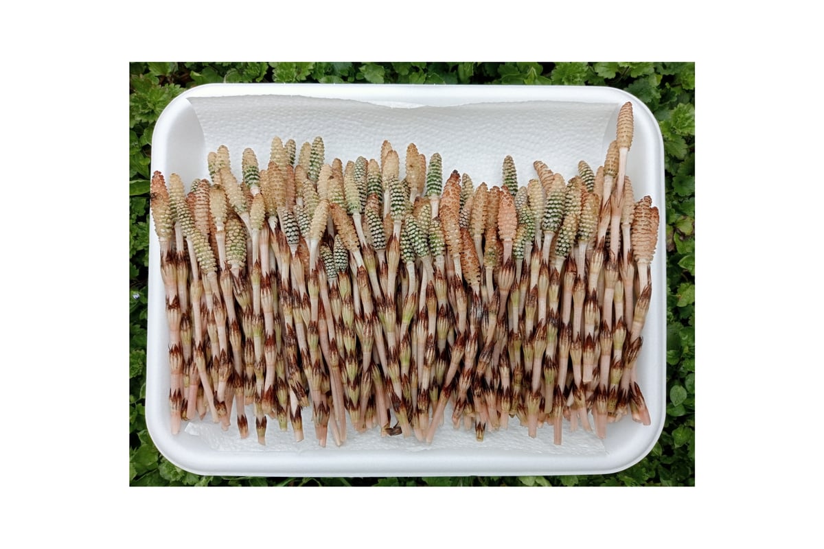 高知県産 標高500mの山菜 つくし250g前後 | -隠れ里-みやんたに