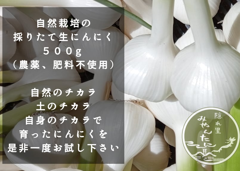 自然栽培の採りたて生にんにく500g | -隠れ里-みやんたに