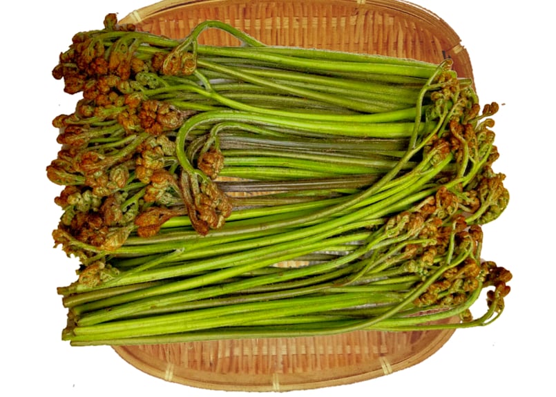 高知県産 わらび 採りたて 350~1kg 標高500m | -隠れ里-みやんたに