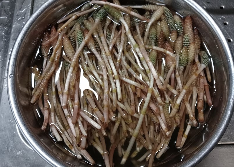 つくし 高知県産 標高500mの山菜 つくし250g前後 | -隠れ里-みやんたに