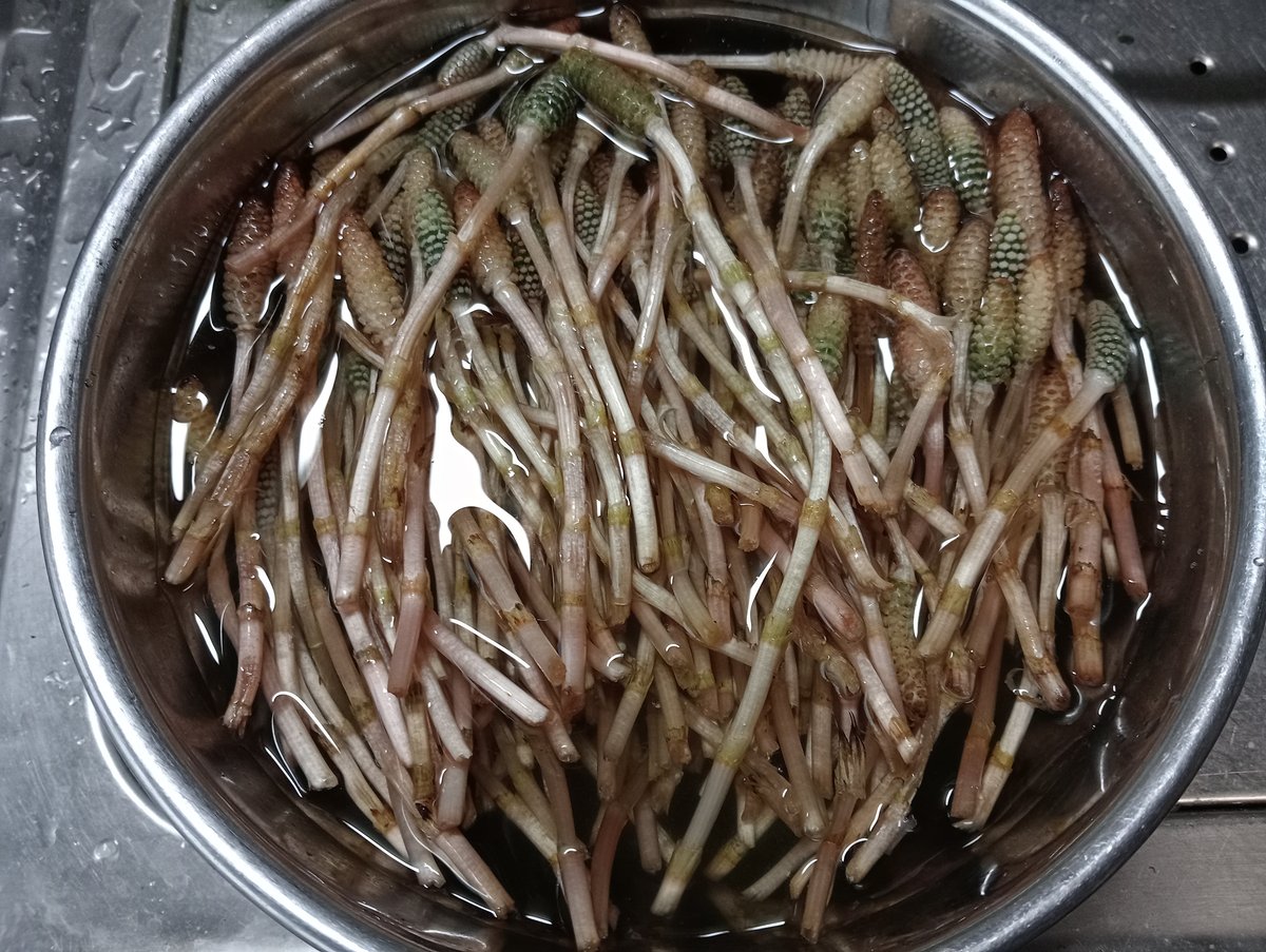 つくし 高知県産 標高500mの山菜 つくし250g前後 | -隠れ里-みやんたに