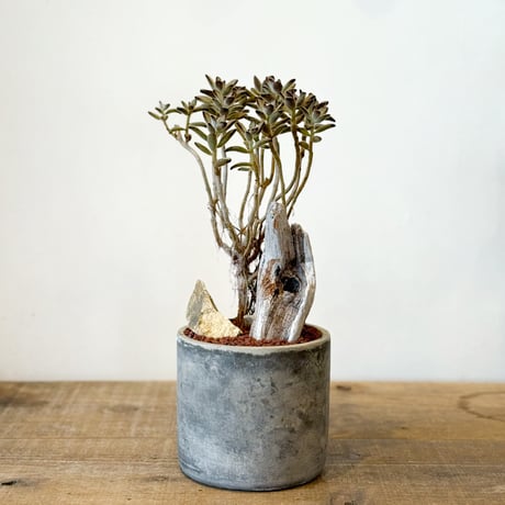 カランコエ | STORES