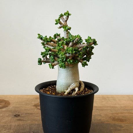 アデニウムアラビカム獅子葉 | STORES